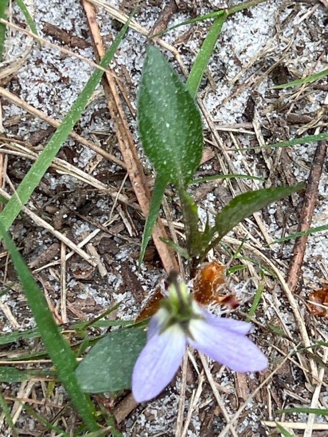 Viola pallida 14