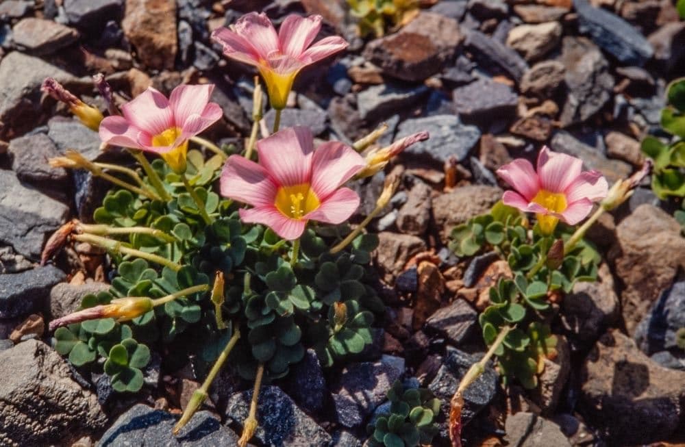 Oxalis 8