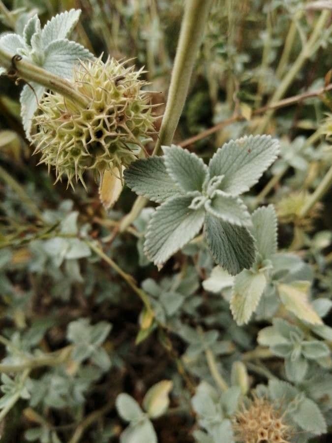 Marrubio grigio 13