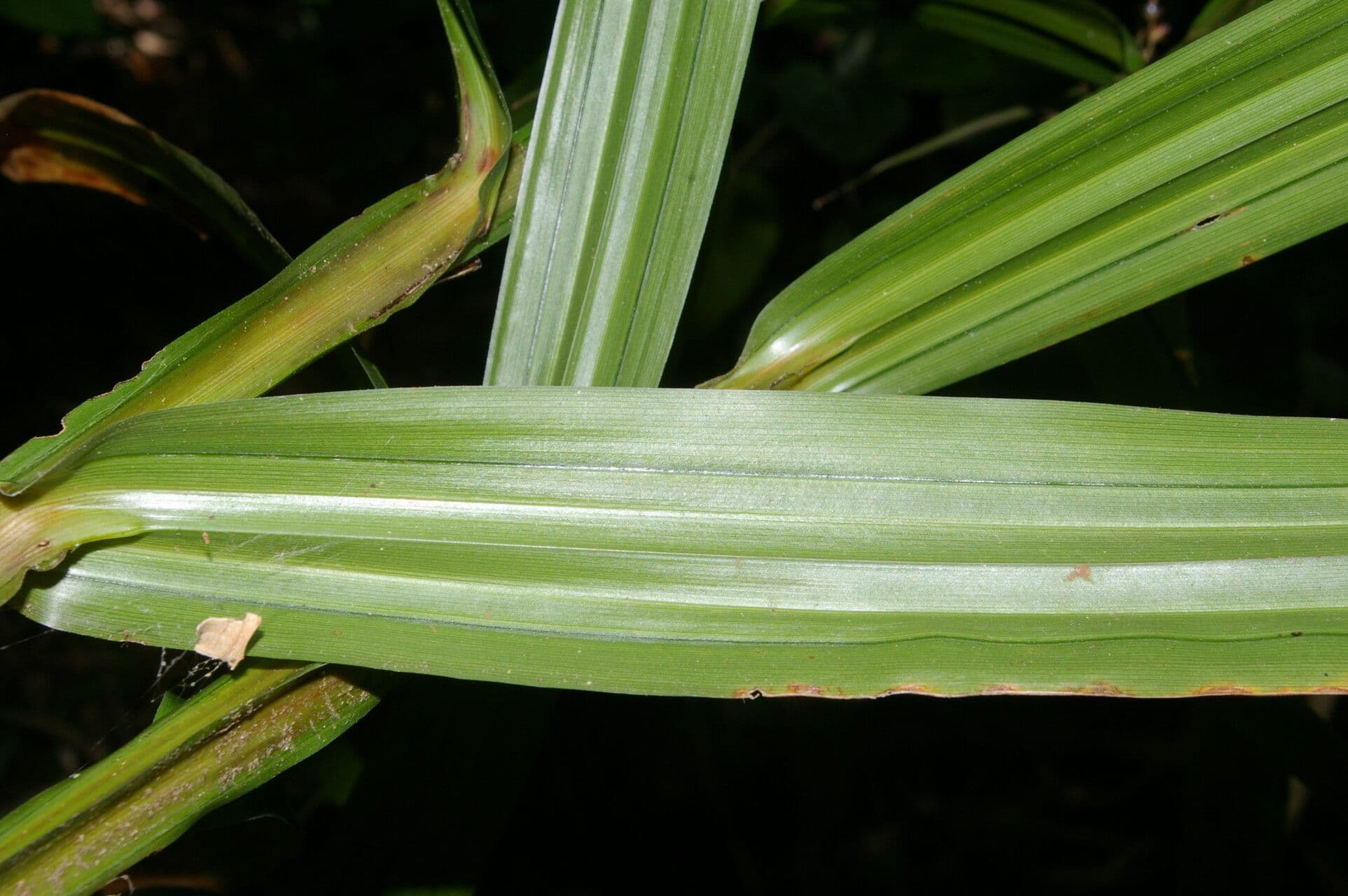 Scleria 7