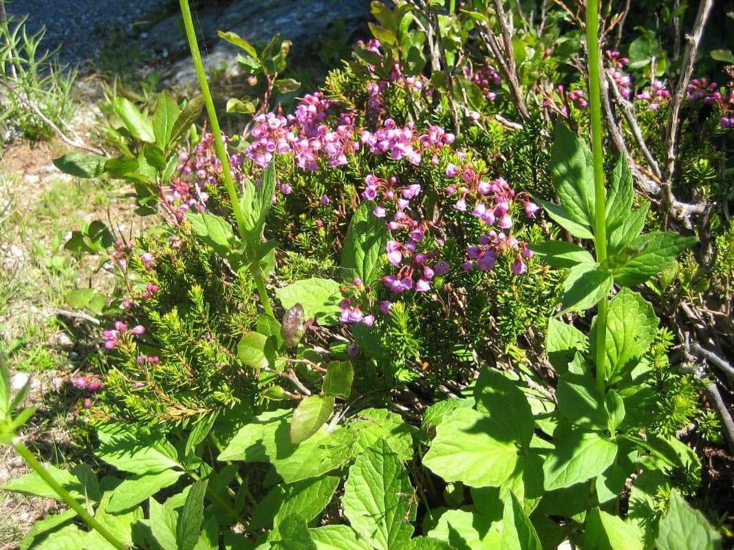 Phyllodoce rosata
