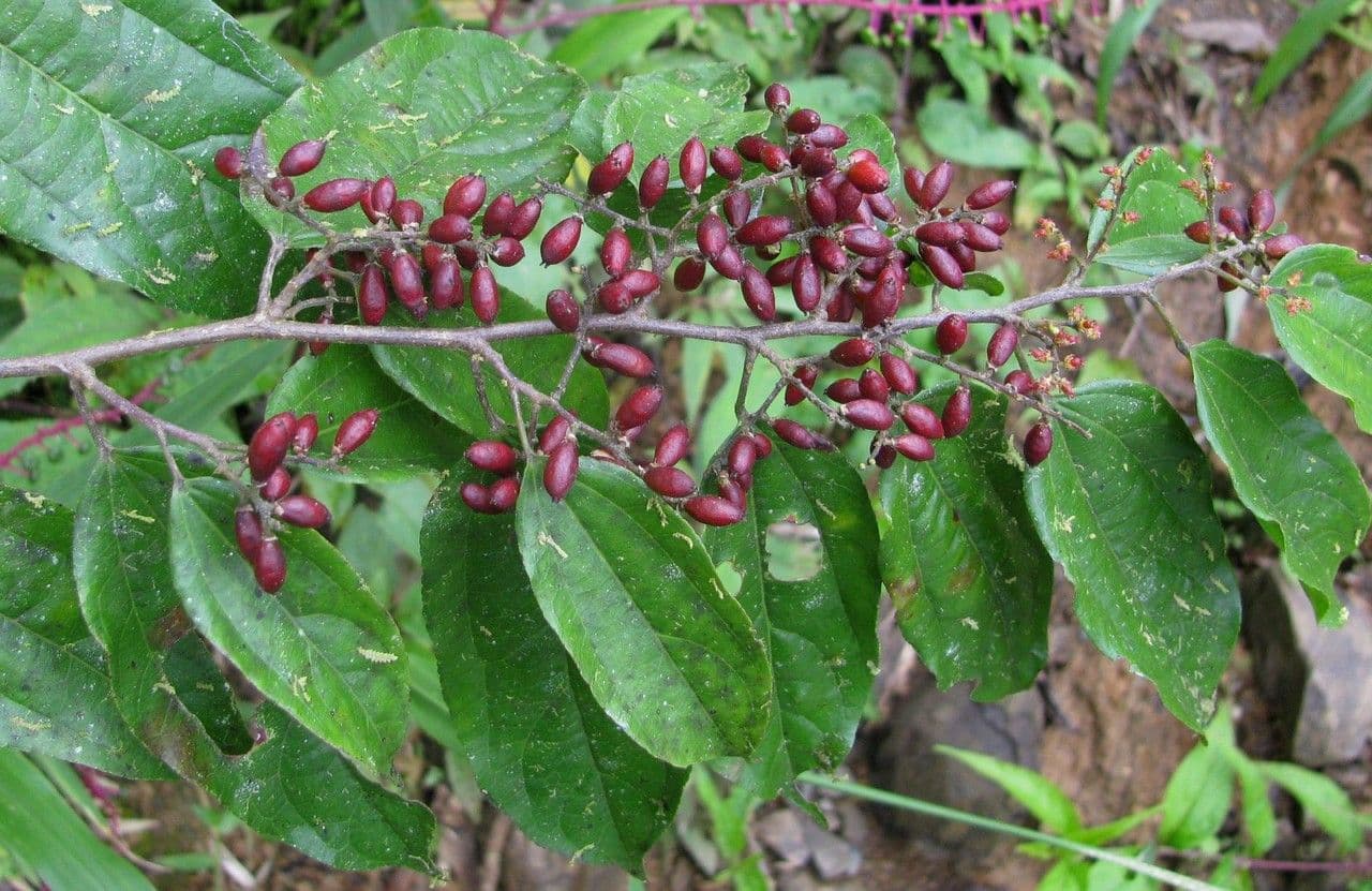 Lunania 9