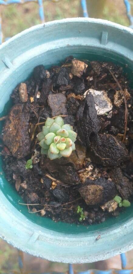 Borracina spatolata 13