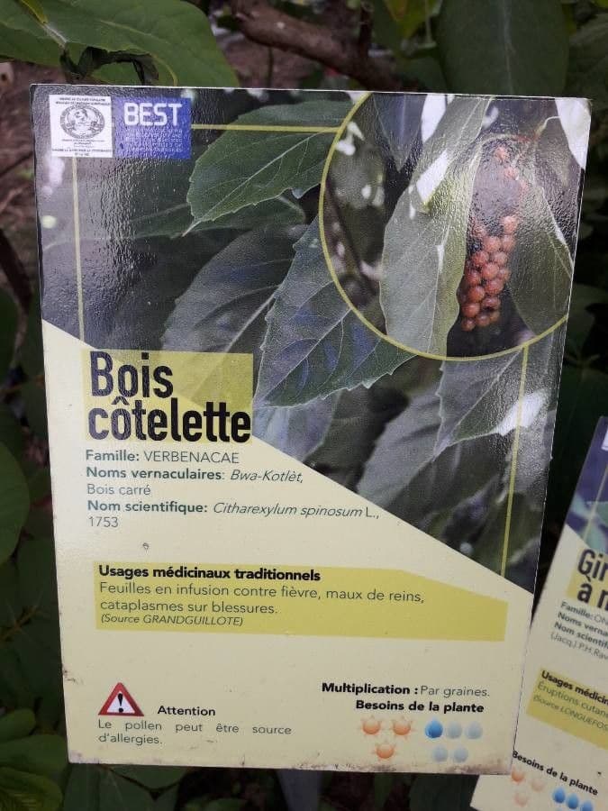 Citharexylum 26
