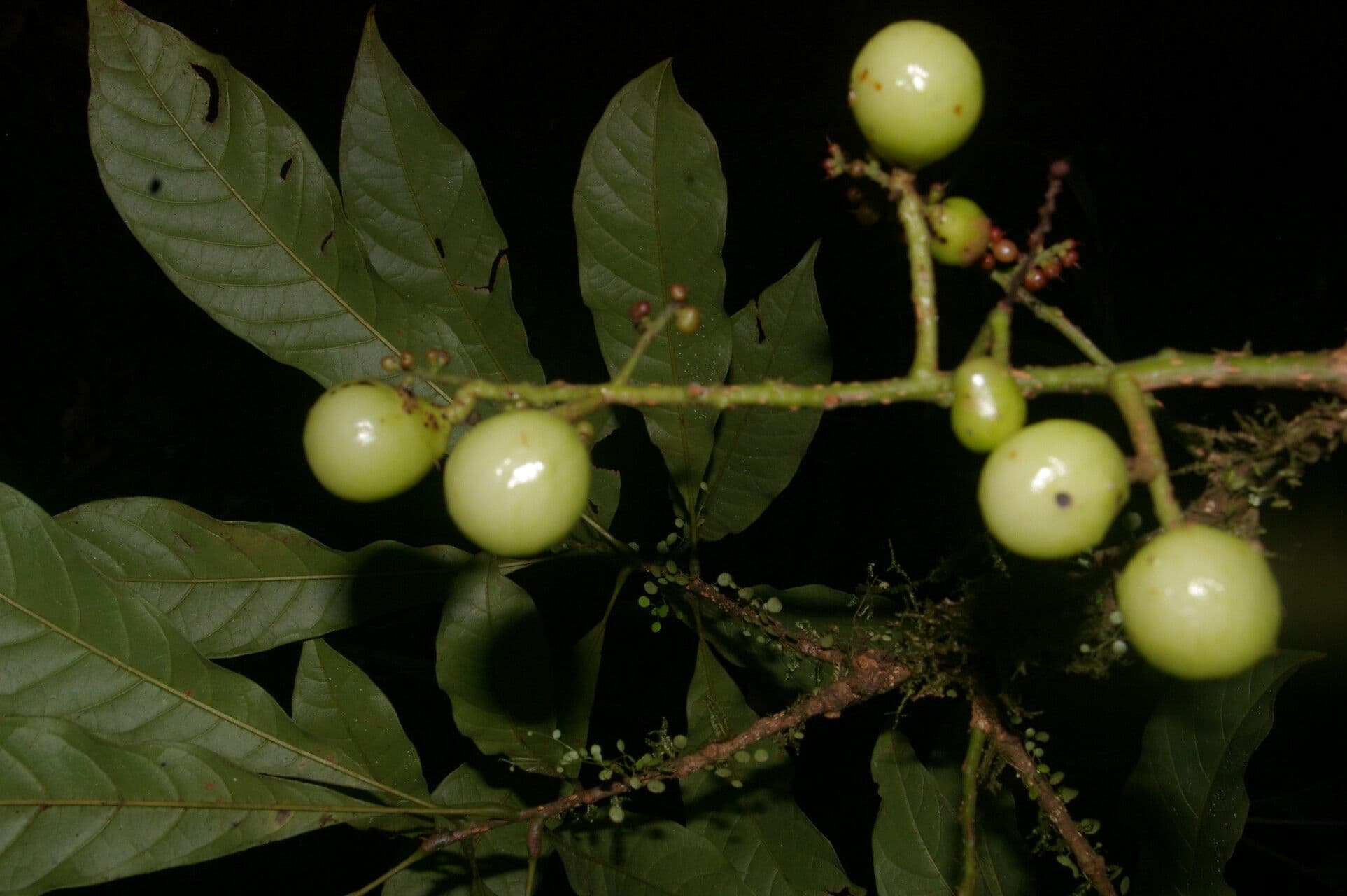 Meliosma