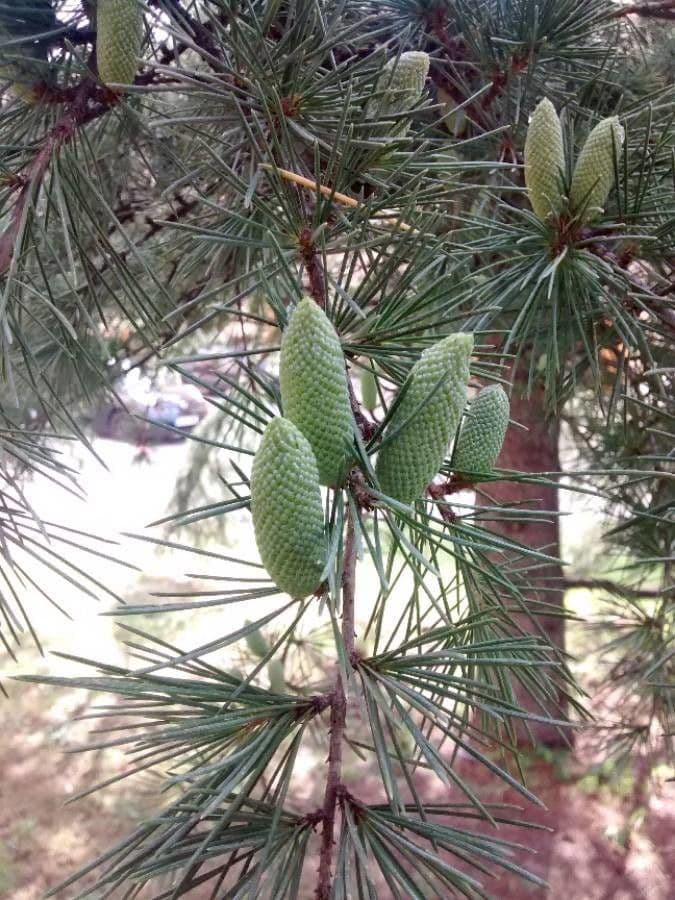 Cedro dell'Himalaya 9
