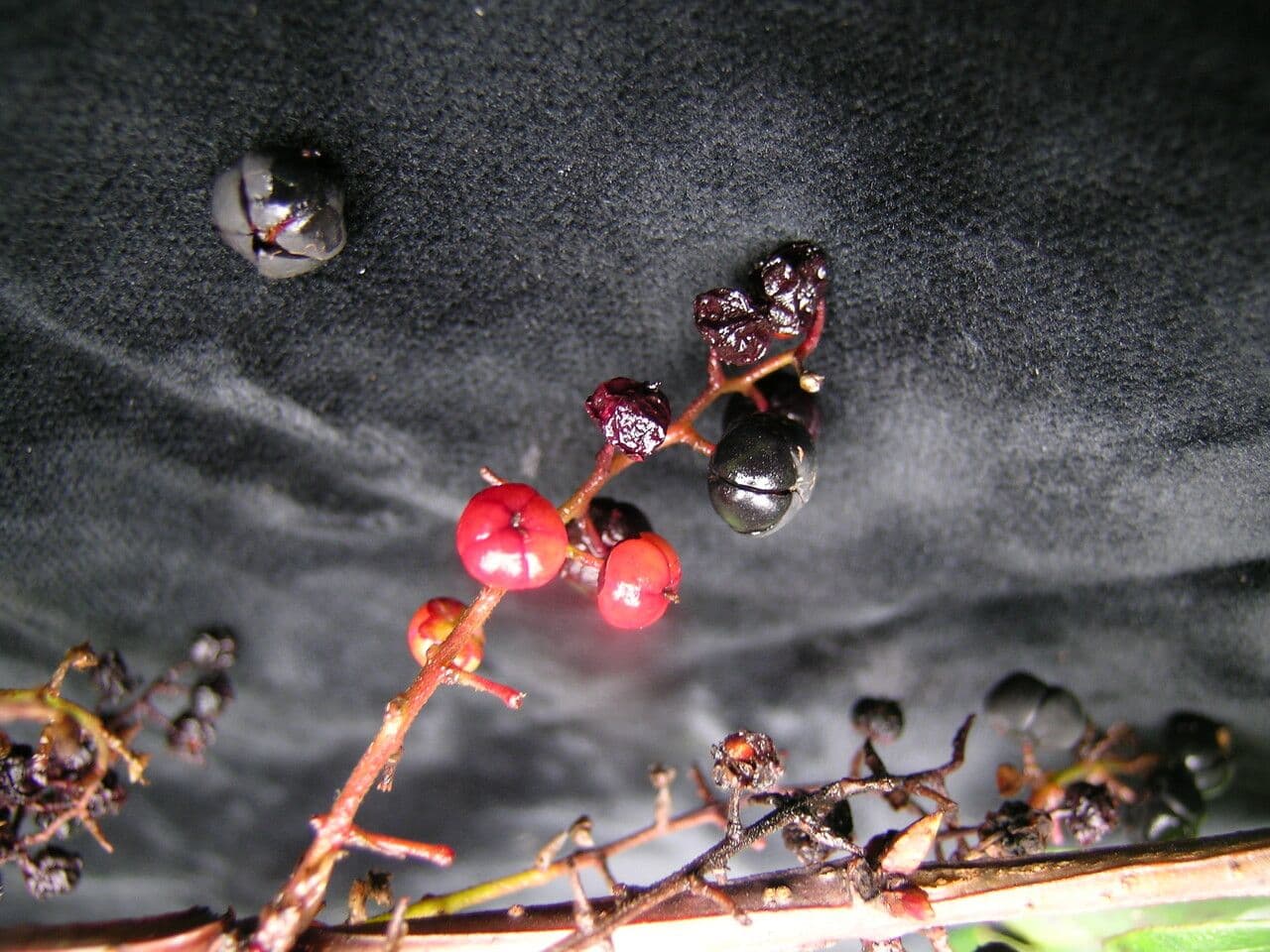 Coriaria nepalensis 6