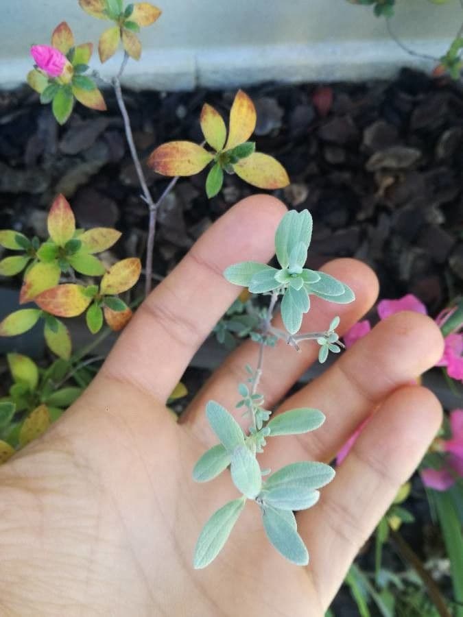 Salvia germandrina 15