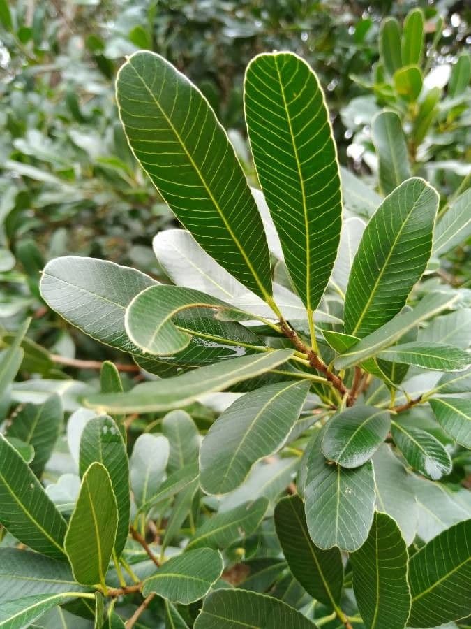 Legno robusto brasiliano 6