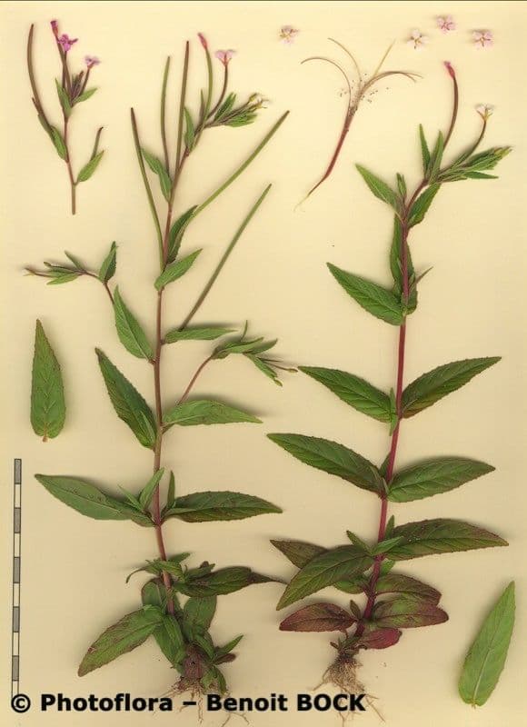 Epilobio ciliato 28
