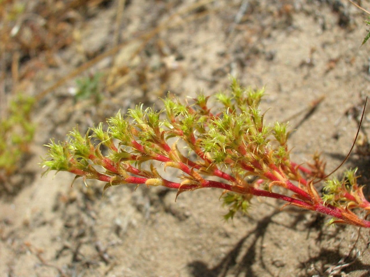 Lastarriaea 3