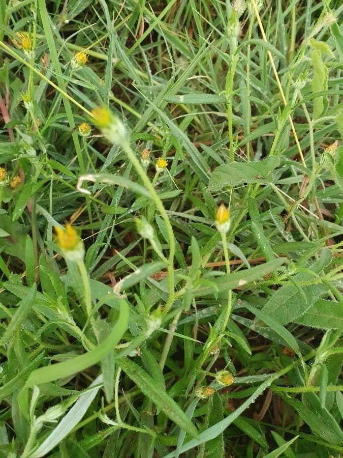 Hirpicium 11