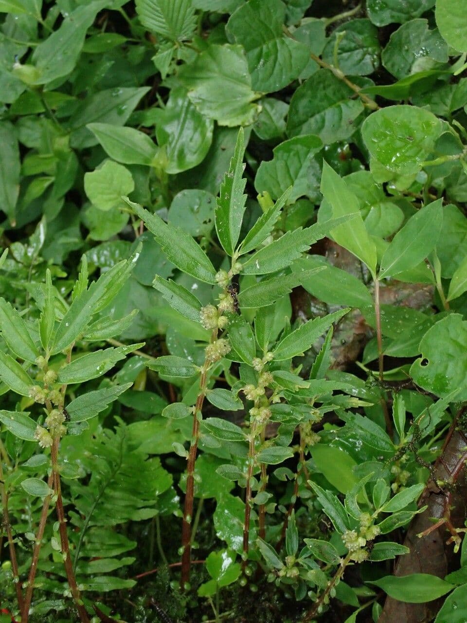 Elatostema