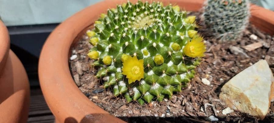 Mammillaria 4