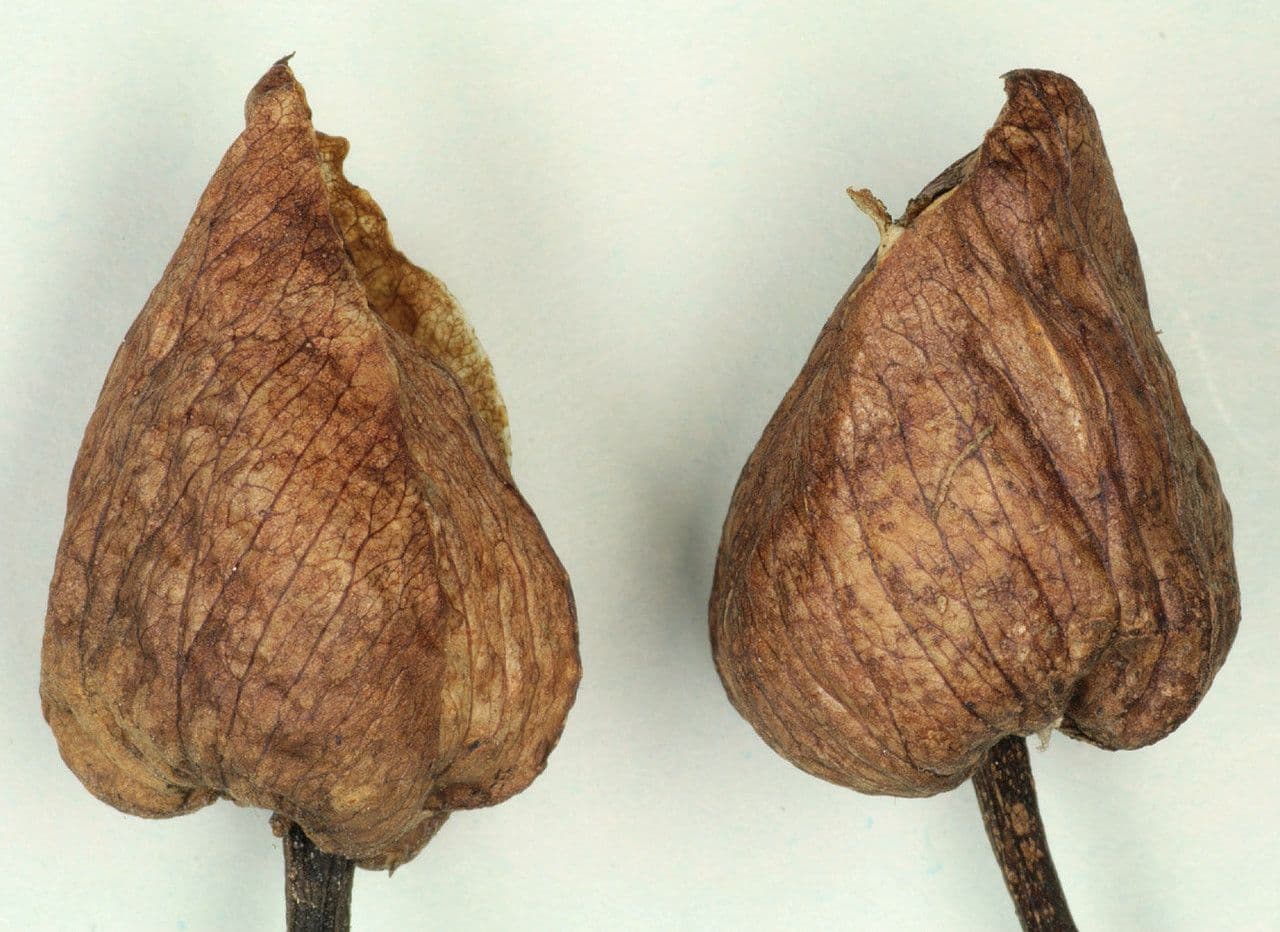 Vilucchiello delle siepi 4