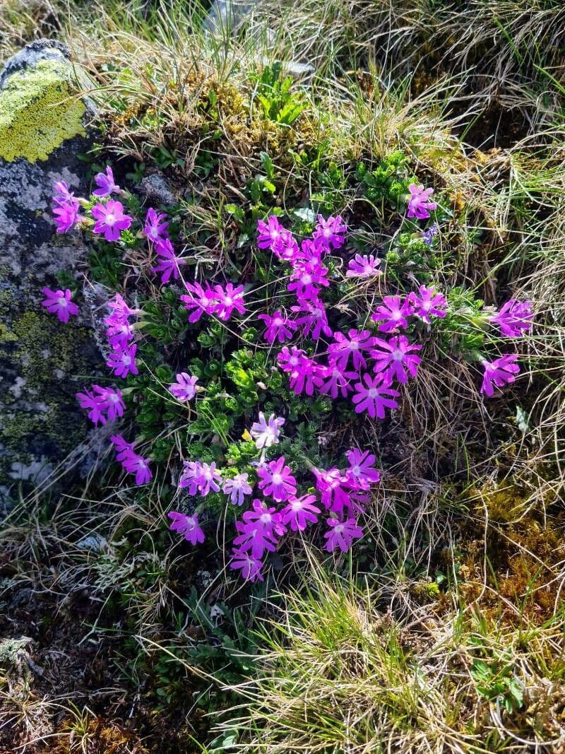 Primula 10