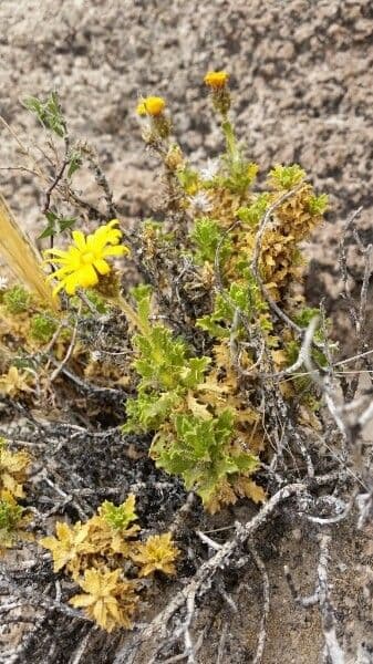 Haplopappus 3