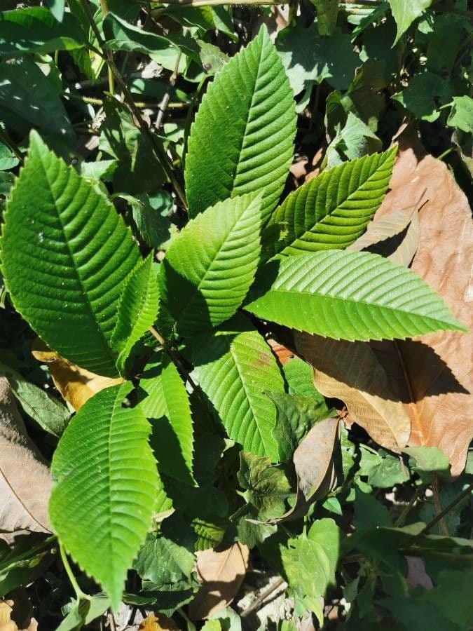 Dillenia indica 19