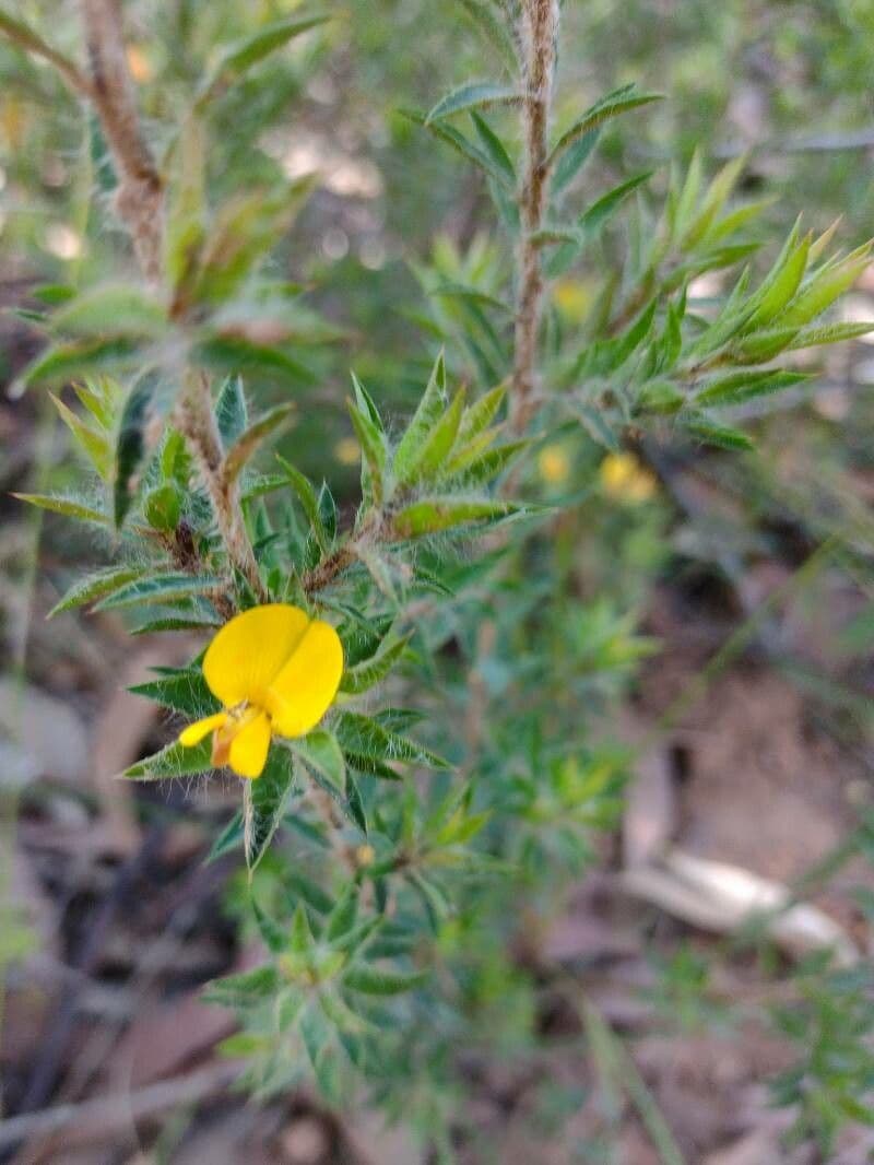 Pultenaea villifera 3