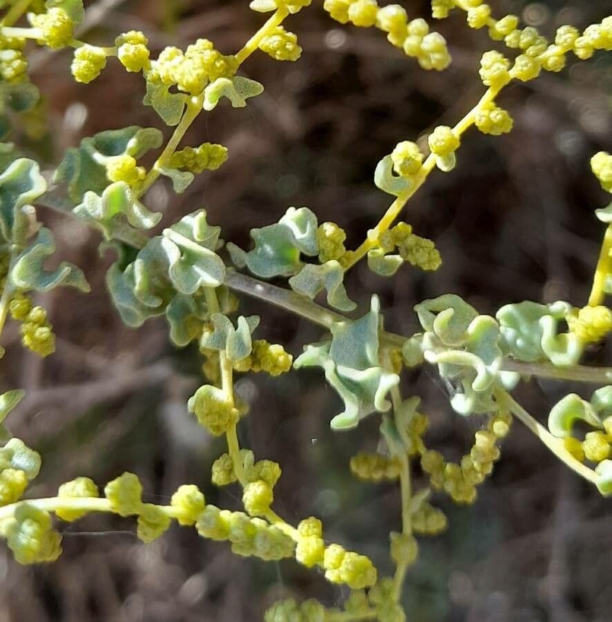 Atriplice ondulata