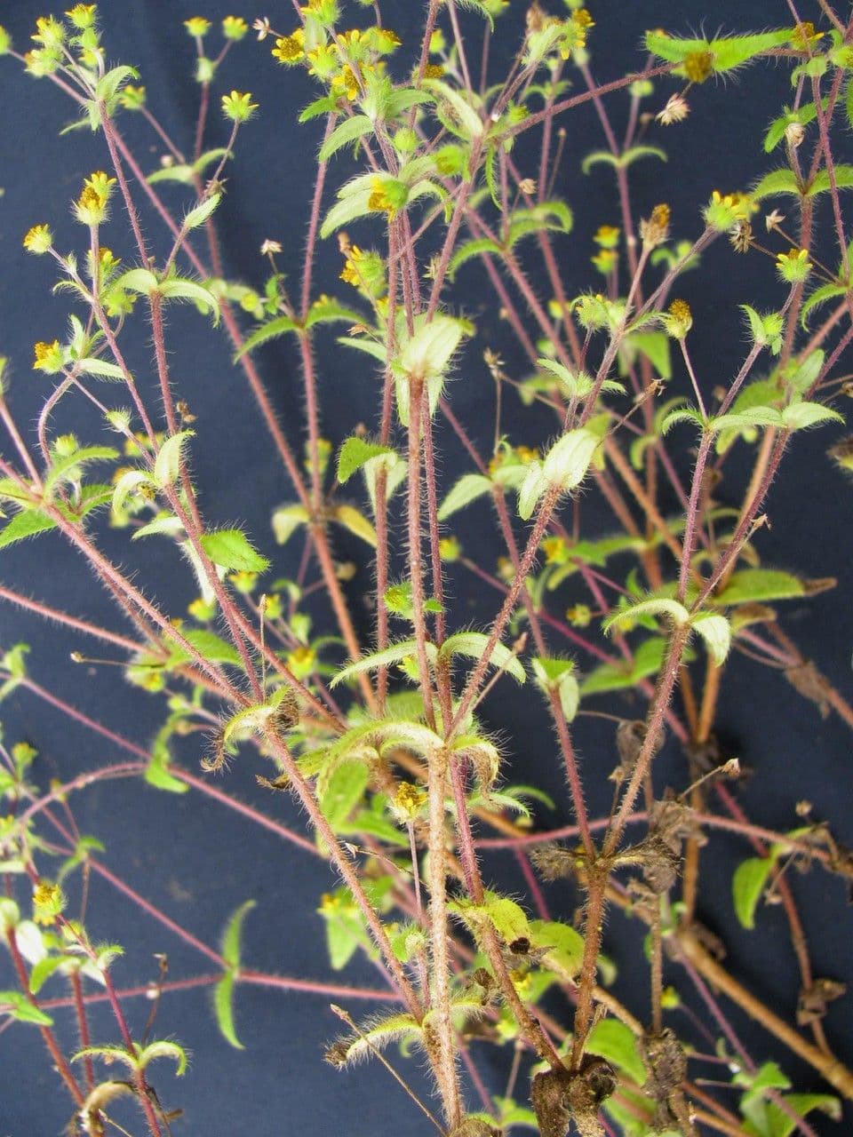 Jaegeria hirsuta 16