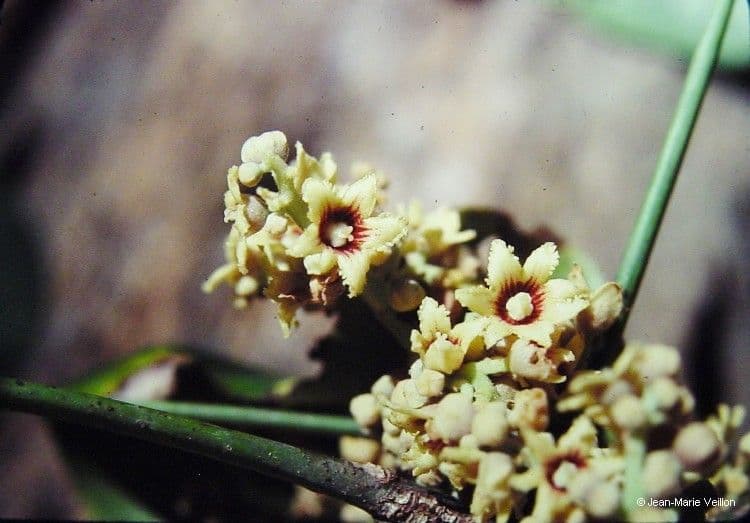 Acropogon 4