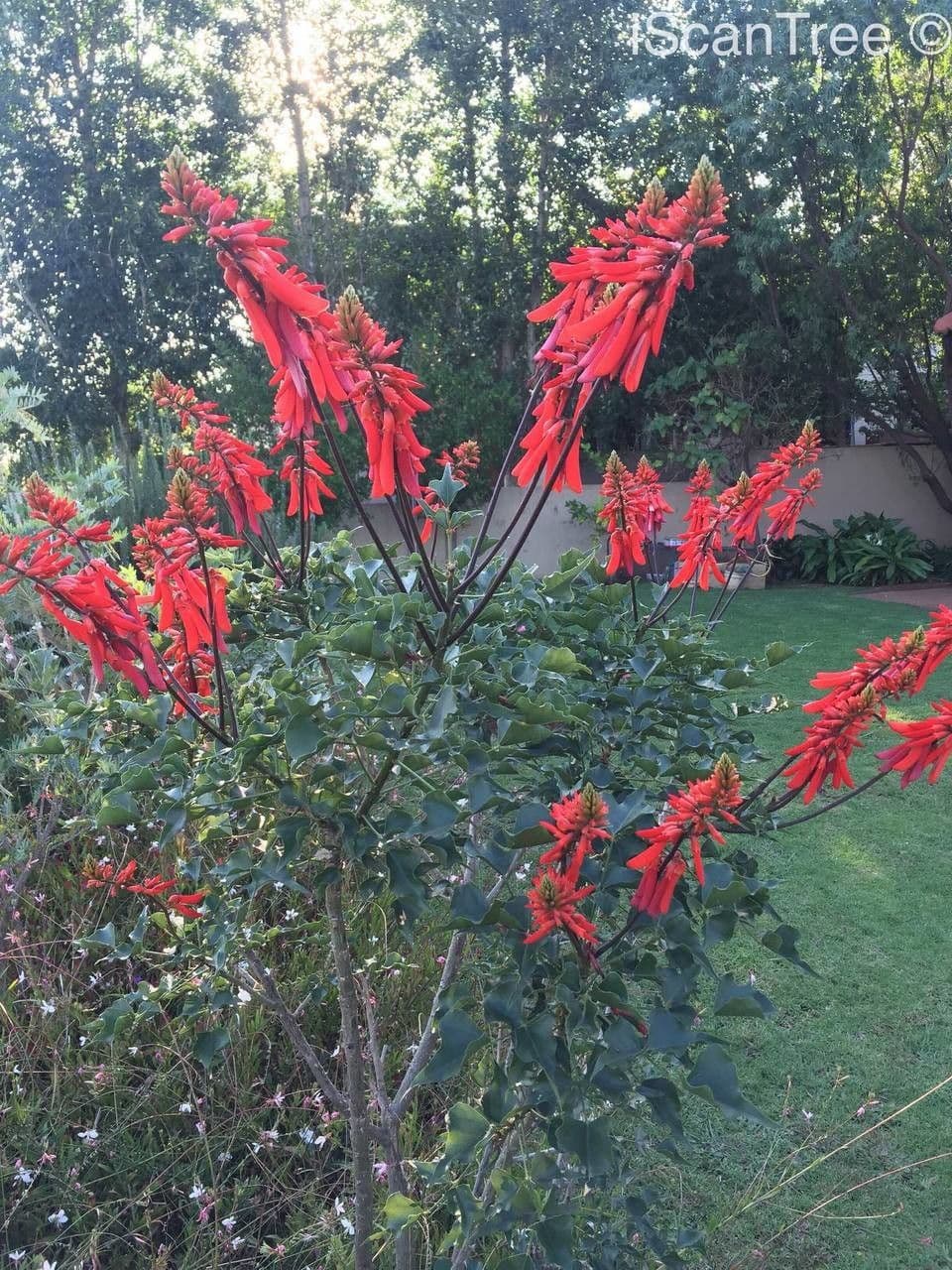 Erythrina 12