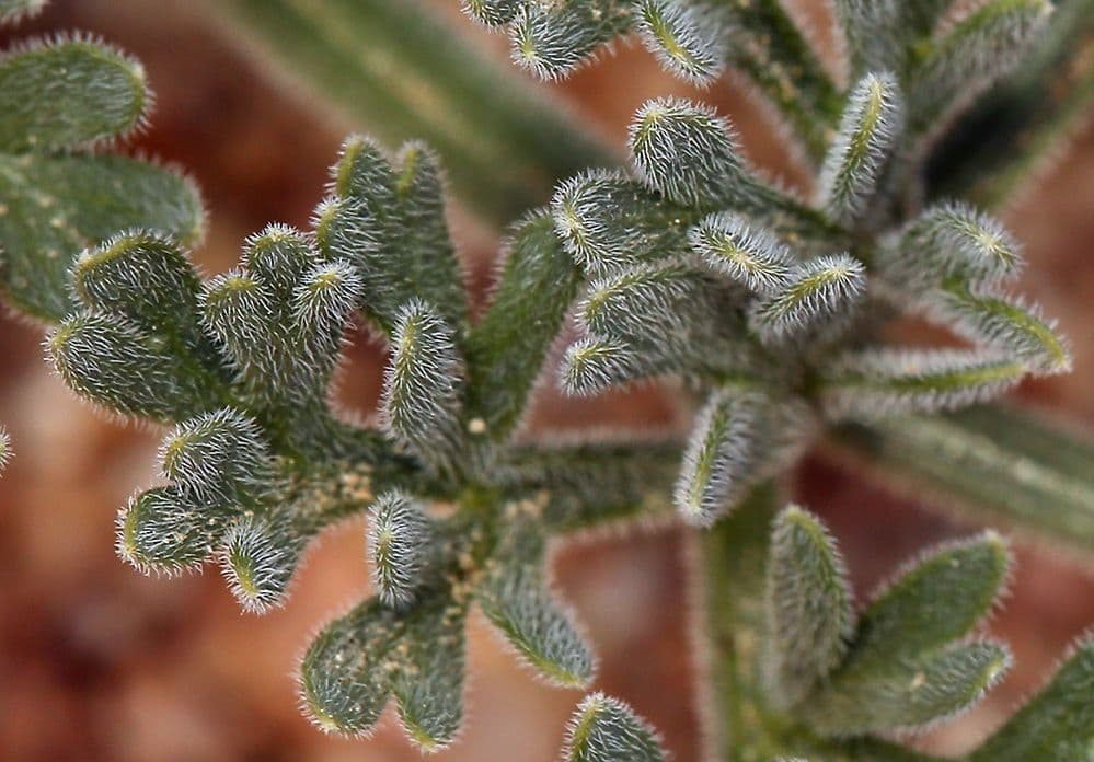 Lomatium mohavensis