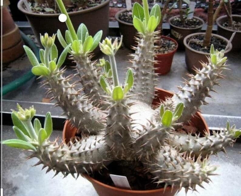 Pachypodium 3