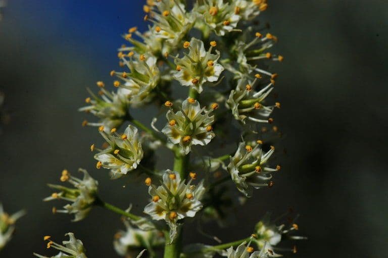 Camas delle colline