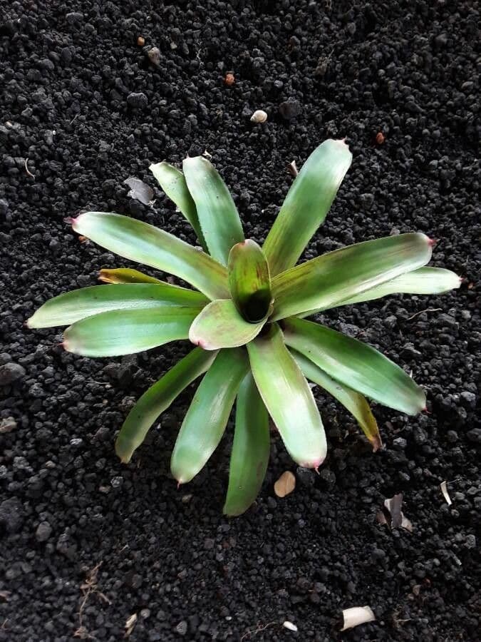 Neoregelia 6