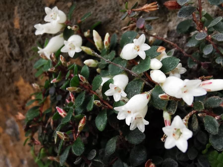 Epacris