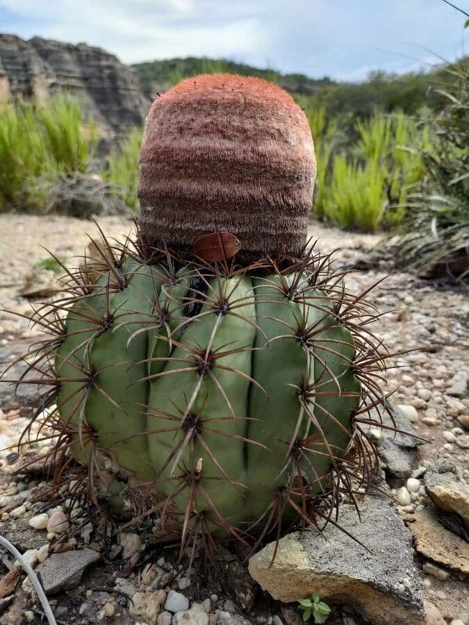Melocactus 6