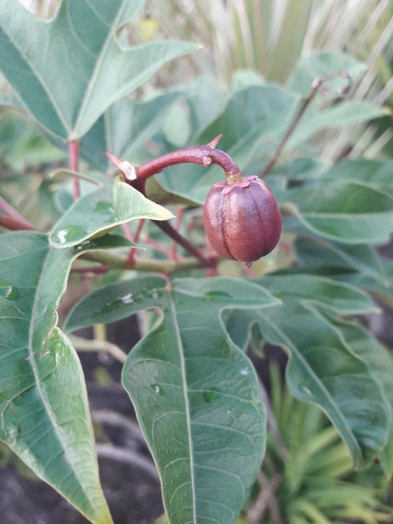 Jatropha integerrima 4