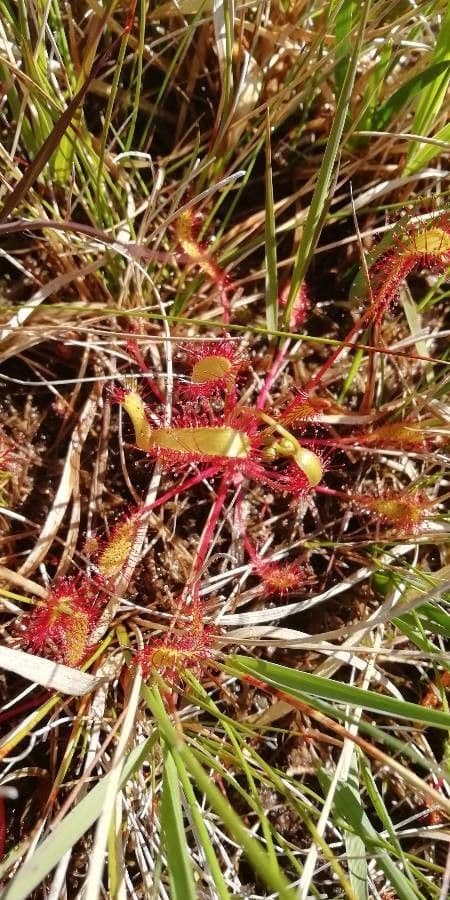 Drosera anglica 3