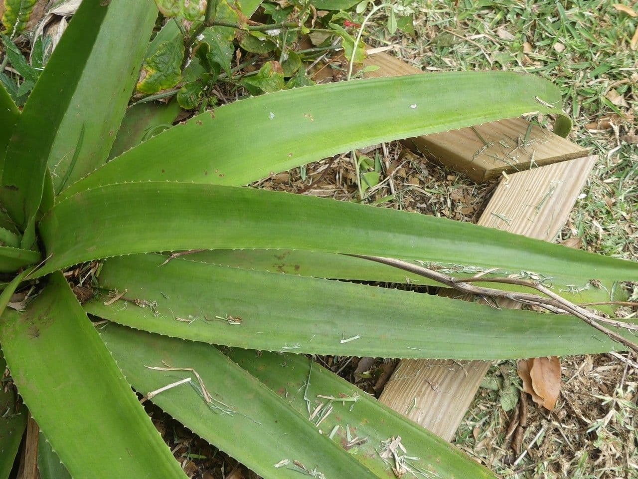 Aloe 17