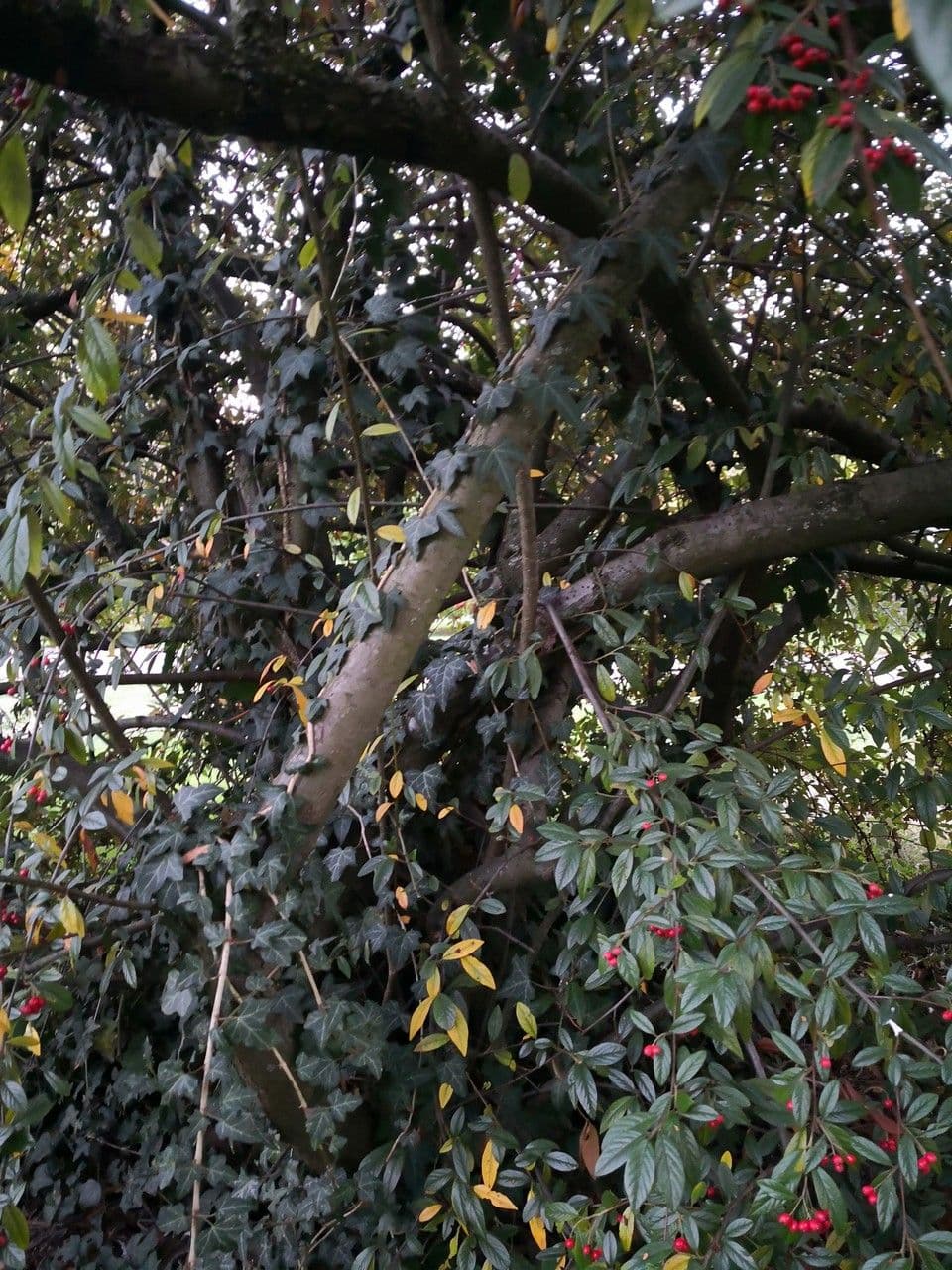 Cotoneaster glabre 4