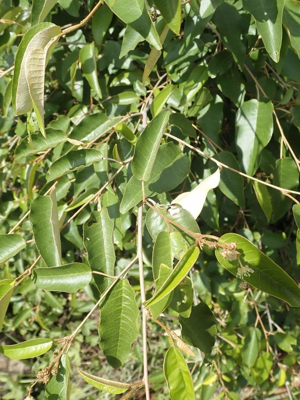 Croton dicogamo 18