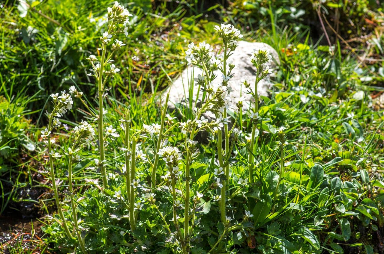Saxifraga 9