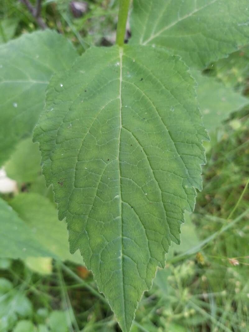 Breitblättrige Glockenblume 16