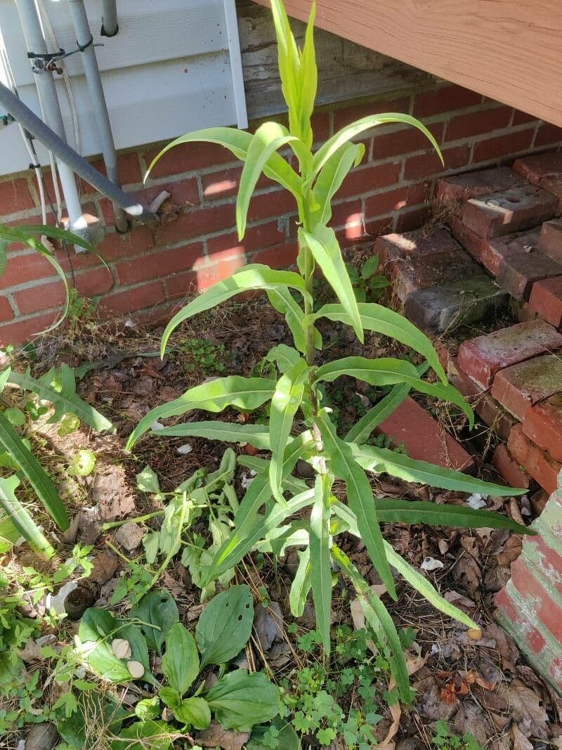 Lactuca 9