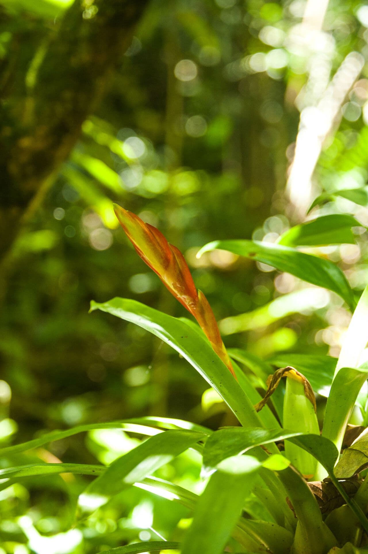 Vriesea incurva
