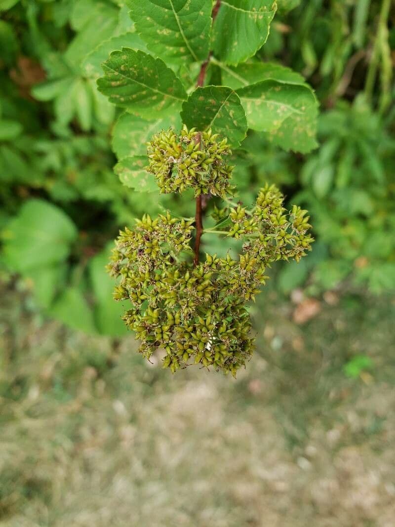 Spirea bianca 3