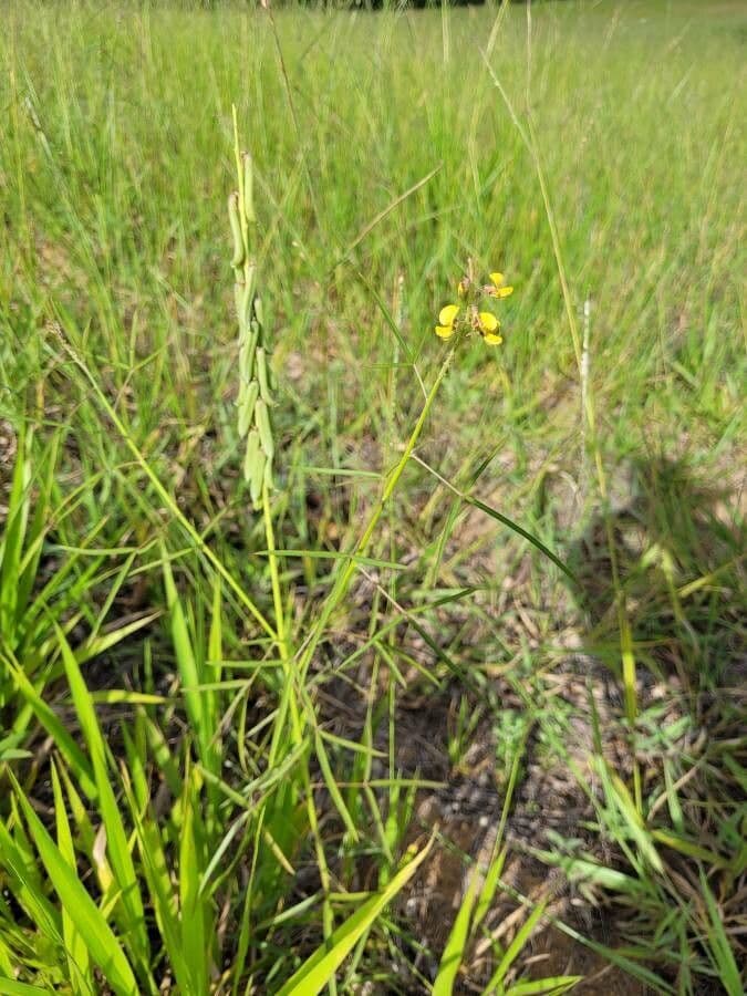 Crotalaria lanceolata 2