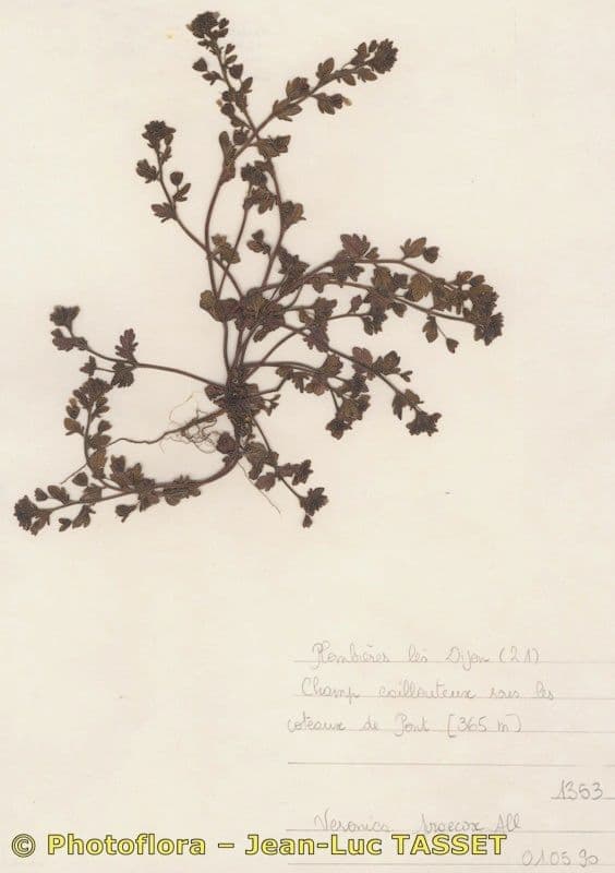 Veronica praecox 11