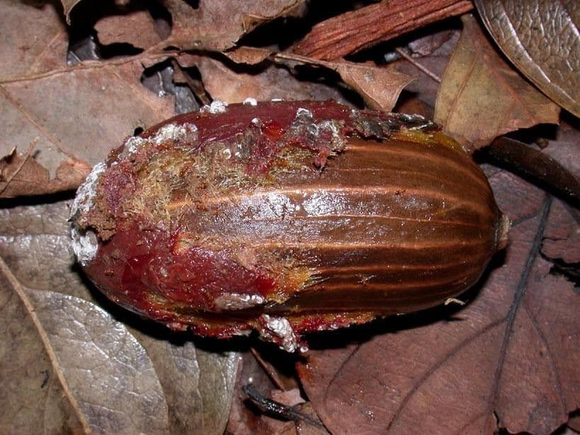 Gnetum 4