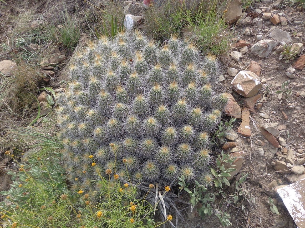 Cactus banana 10