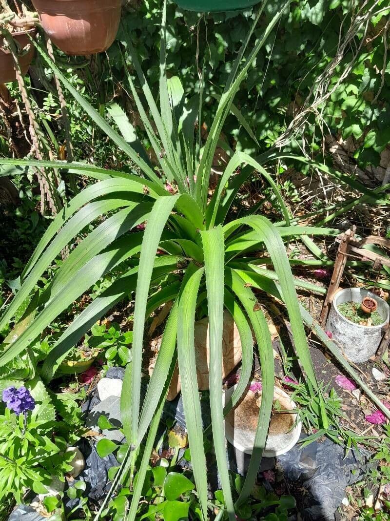 Panicaut paniculé 13