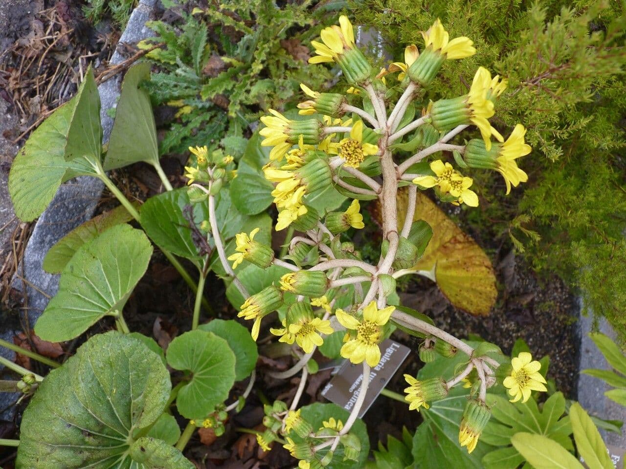 Léopardplant 26