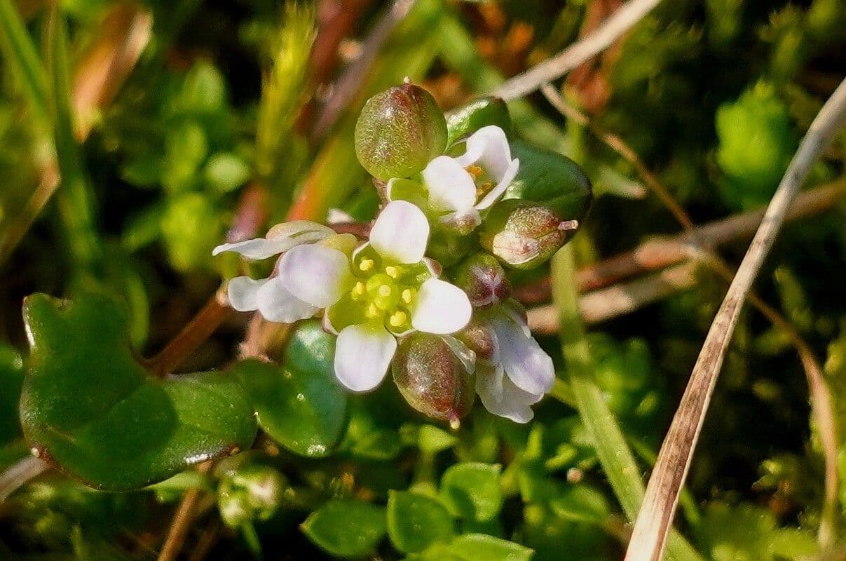 Coclearia danese 6